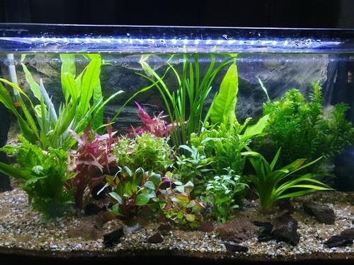 Aquarium pflanzen set 150l - aquarium, 150l(14