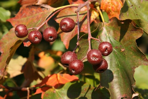 Elsbeere sorbus torminalis - elsbeere, torminalis-