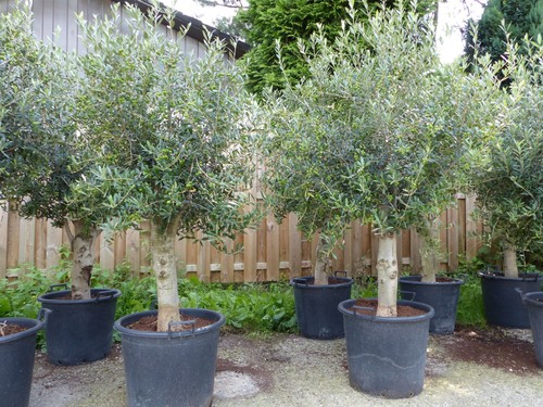 Sonderpreis olive winterharter - sonderpreis,