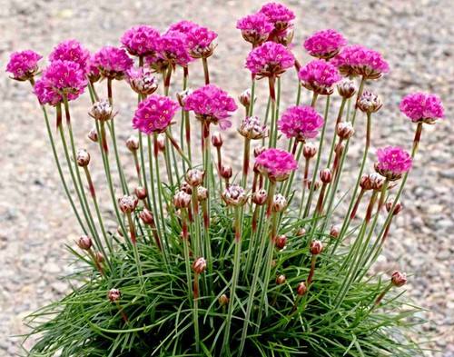 Grasnelke samen armeria - grasnelke,
