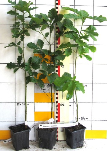 Quercus petraea heimische - ,