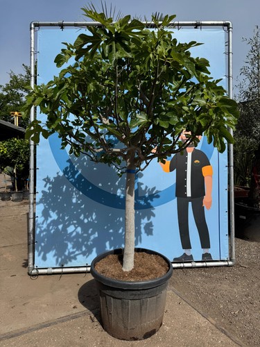 Feigenbaum jahre alt - jahre,