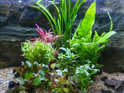 Aquarium pflanzen set 100l - aquarium,